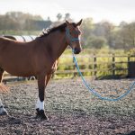 دوره آشنایی با تربیت اسب (300 ساعت بمدت 3 ماه)